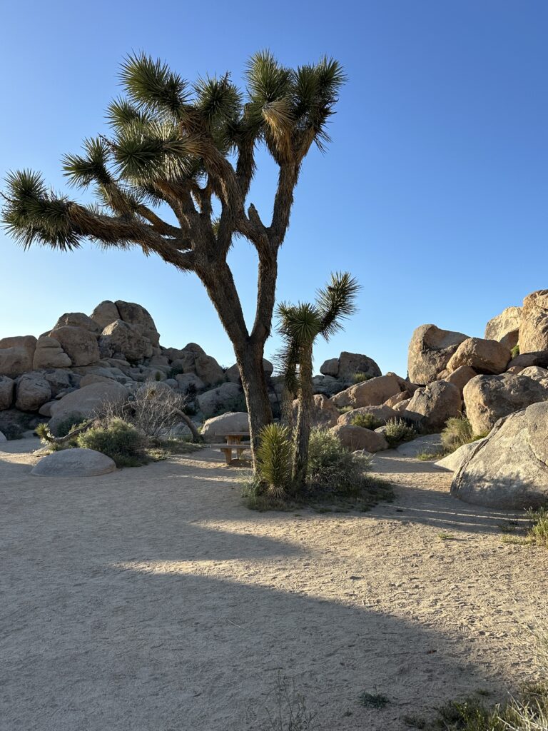 joshua tree california