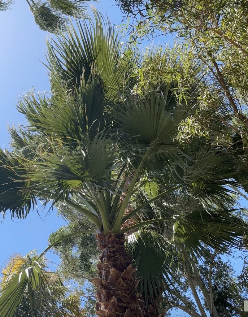 wind in trees