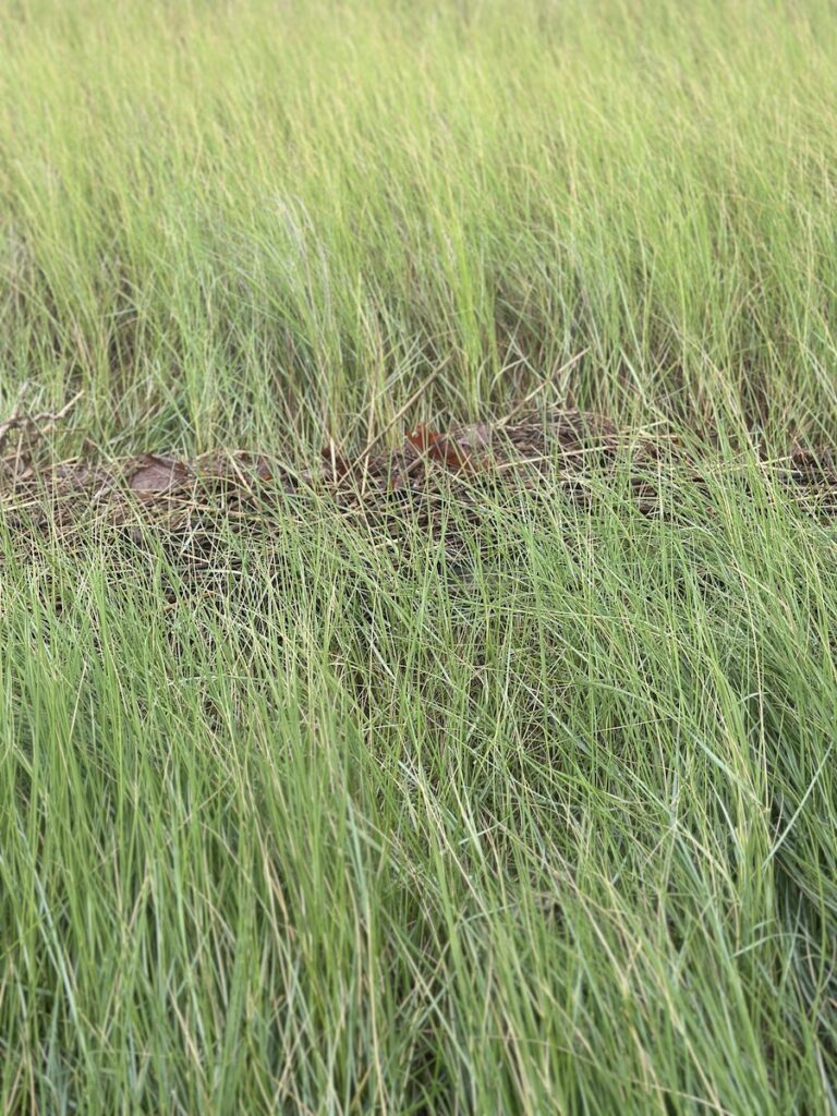 The breeze blowing the grass