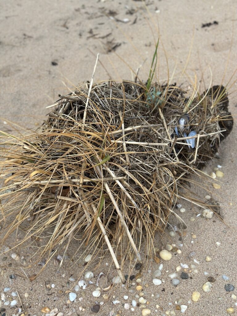 An unidentified sea species with seagrass and shells growing out of it