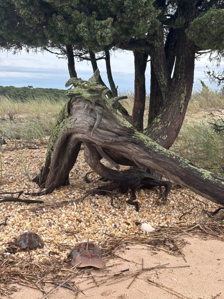 A piece of driftwood