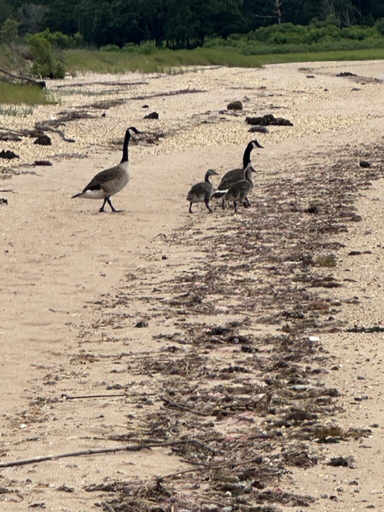 The flip flop sound of the birds walking on the sand