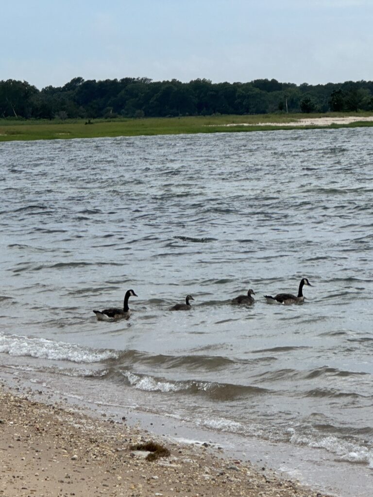 The birds fluttering in the water