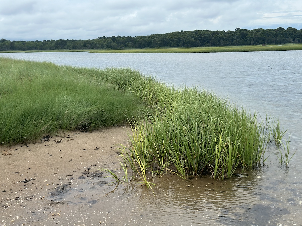 sand, grass, and water at the beach