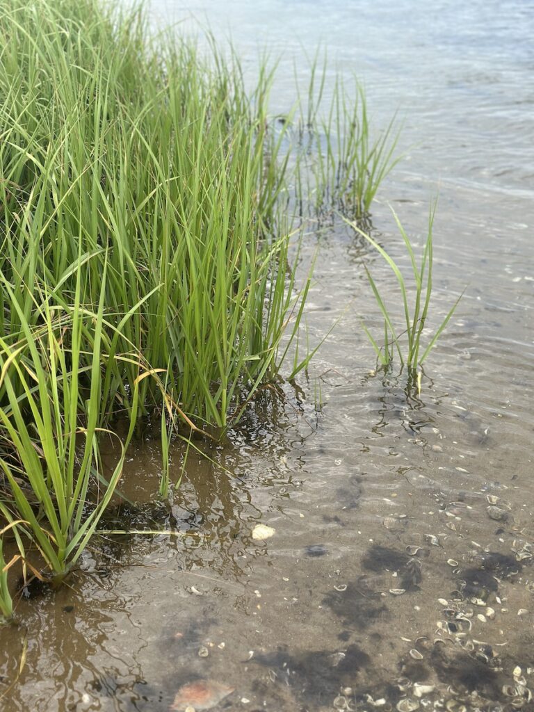 The contrast between the grass, the water, and the sand