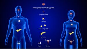 endocrine system diagram