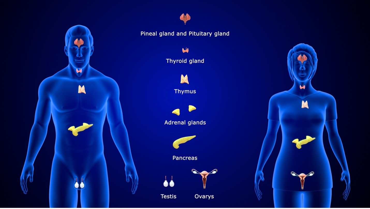 endocrine system diagram