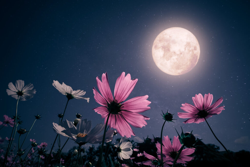 flower at night with the moon