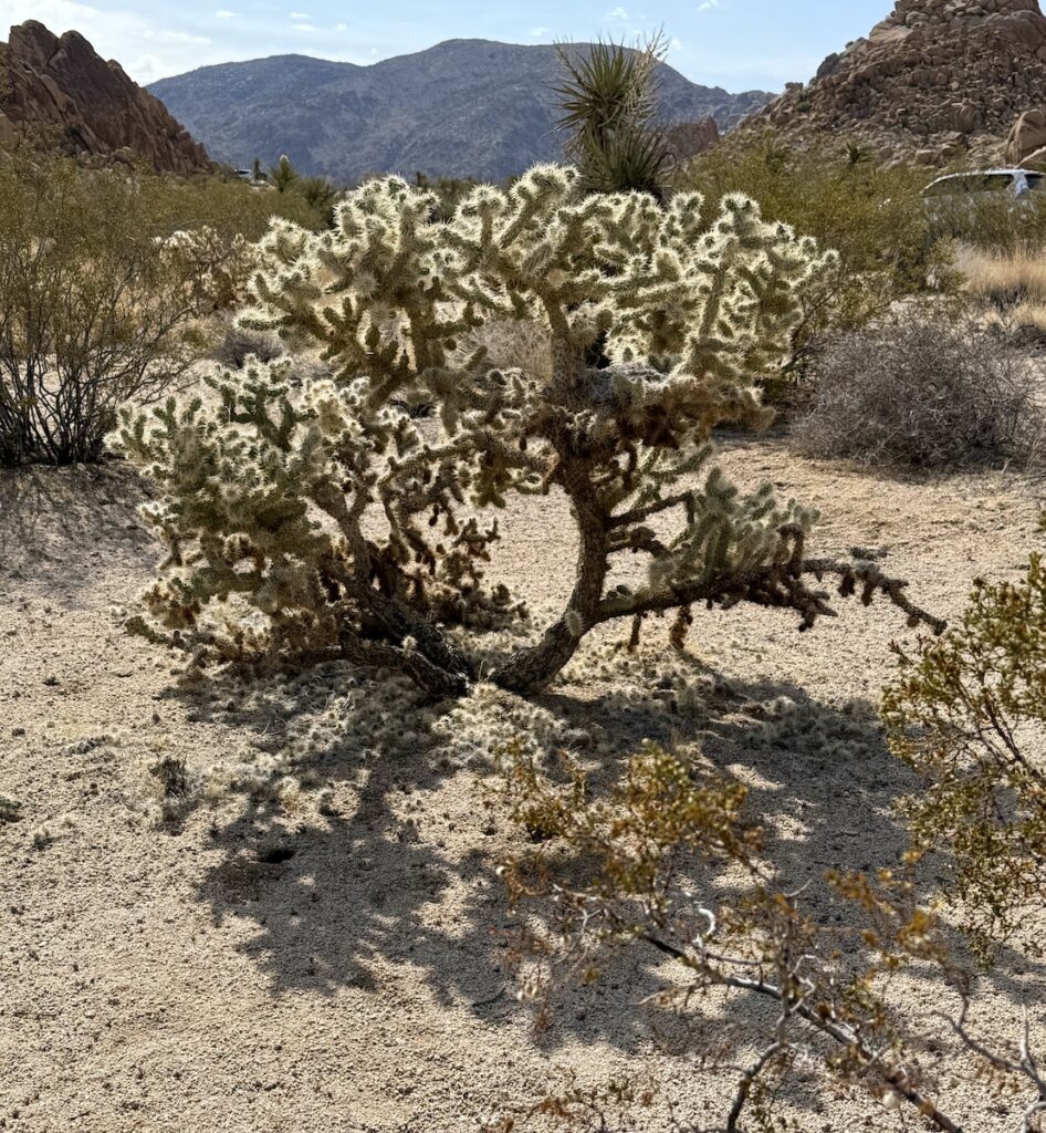 Joshua Tree